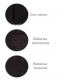 Faja Cinturón Velcro Negro Black